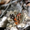 NYMPHALIDAE, Vanessa altissima